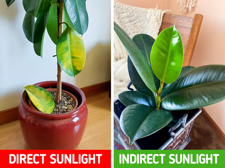 11 loại cây nhiệt đới lớn bạn có thể dễ dàng trồng trong phòng khách - Ảnh 1.