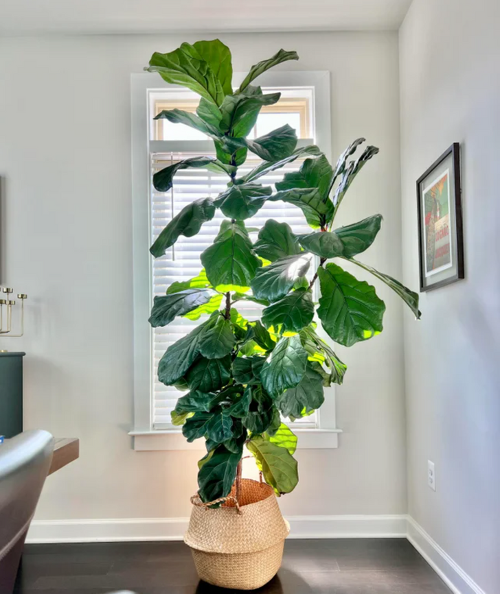 11 loại cây nhiệt đới lớn bạn có thể dễ dàng trồng trong phòng khách - Ảnh 10.