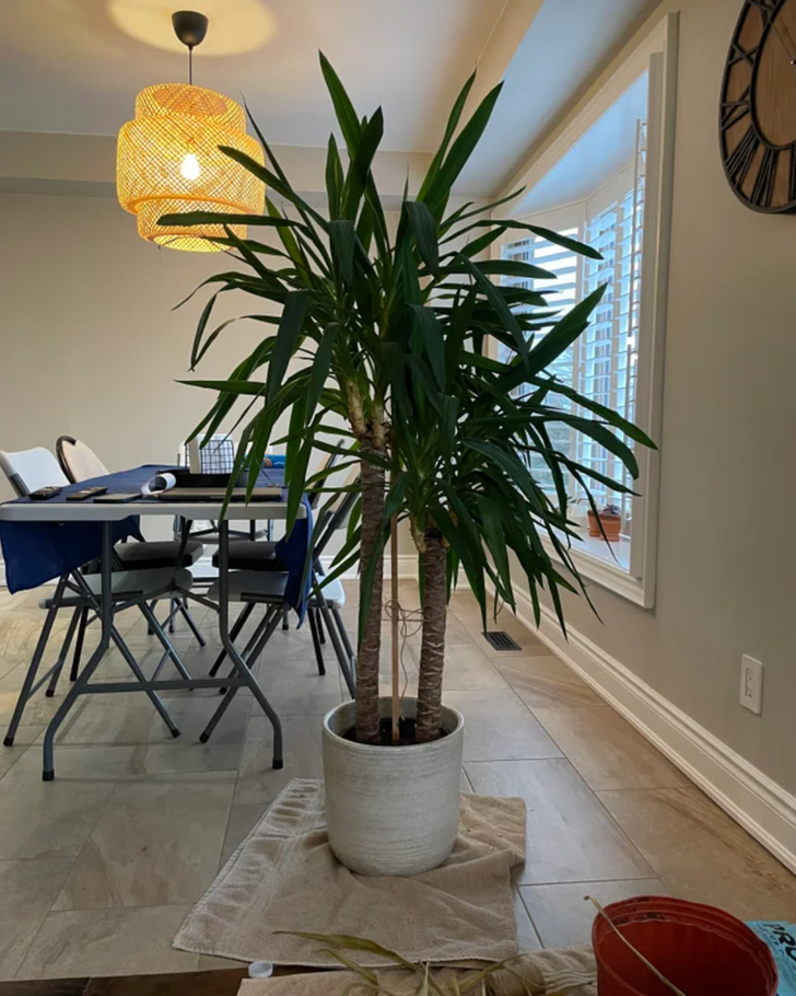 11 loại cây nhiệt đới lớn bạn có thể dễ dàng trồng trong phòng khách - Ảnh 5.