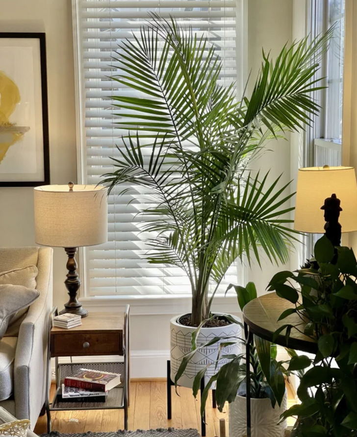11 loại cây nhiệt đới lớn bạn có thể dễ dàng trồng trong phòng khách - Ảnh 7.