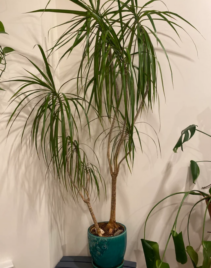 11 loại cây nhiệt đới lớn bạn có thể dễ dàng trồng trong phòng khách - Ảnh 8.