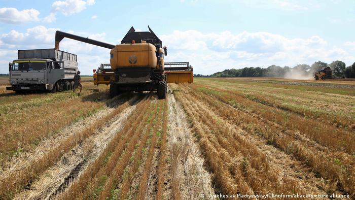 Cơ cấu nông nghiệp của Ukraina thay đổi mạnh mẽ do chiến tranh - Ảnh 1.