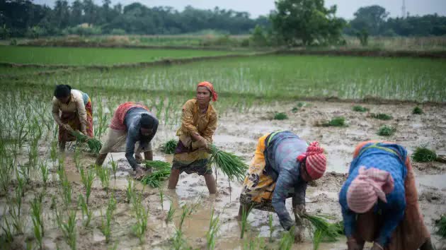 Chuyện gì sẽ xảy ra với các quốc gia châu Á khi Ấn Độ cấm xuất khẩu gạo? - Ảnh 1.