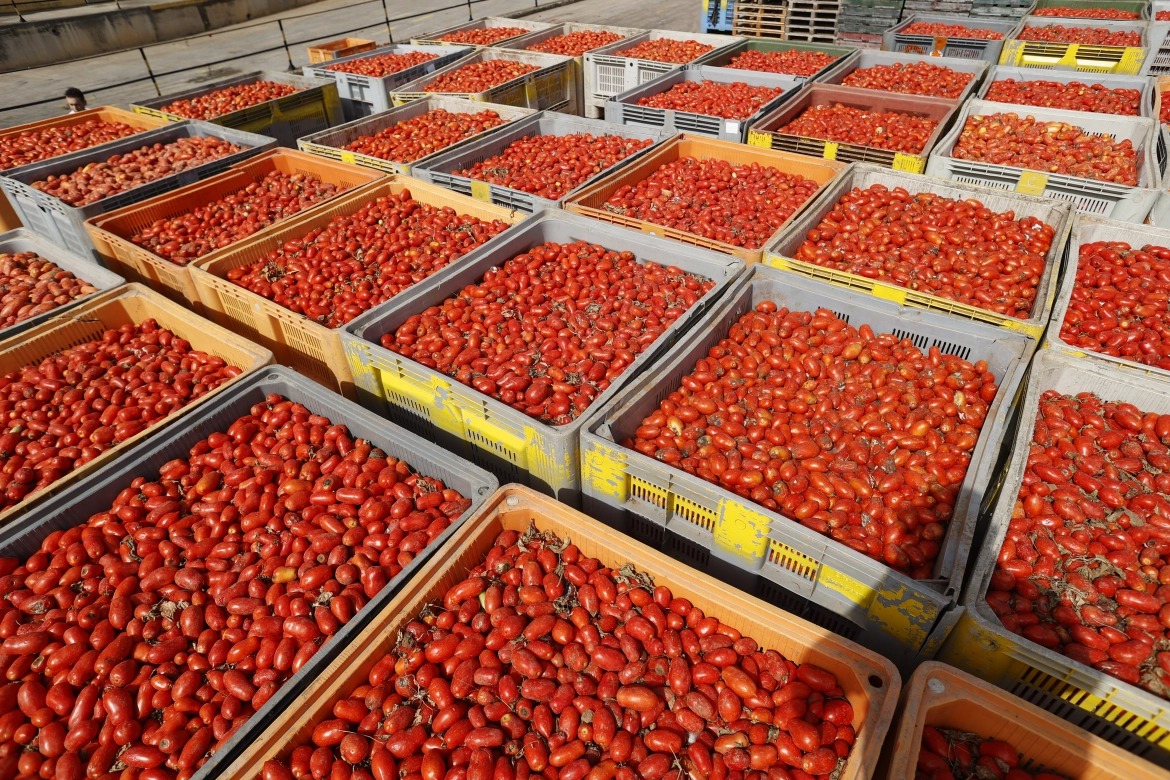 Lễ hội cà chua nổi tiếng của Tây Ban Nha trở lại sau hai năm tạm dừng do COVID-19 - Ảnh 1.