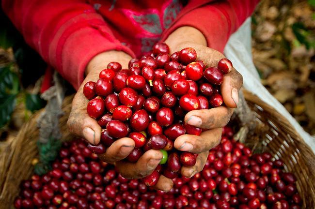 Dự báo giá cà phê 2023: Giá cà phê Việt Nam sẽ được hưởng lợi - Ảnh 1.