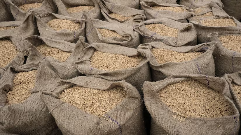 Ấn Độ gia hạn thuế xuất khẩu gạo đồ 20% đến tháng 3/2024 - Ảnh 1.