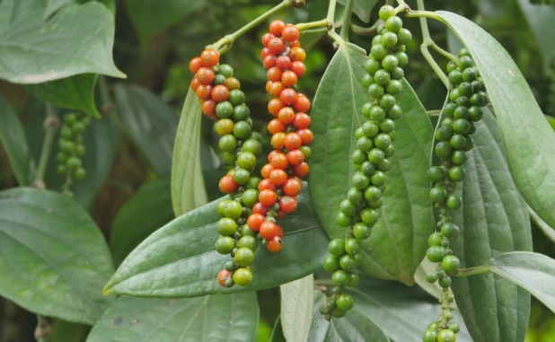 Giá tiêu hôm nay 17/10:  - Ảnh 1.