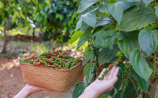 Giá tiêu hôm nay 23/10 - Ảnh 1. Giá tiêu hôm nay 23/10 - Ảnh 1.