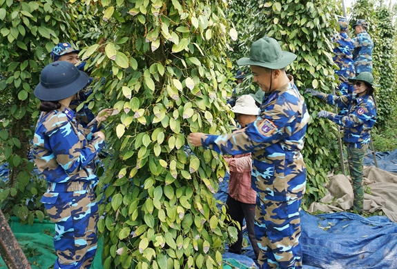 Giá tiêu hôm nay 3/10: Ổn định - Ảnh 1. Giá tiêu hôm nay 3/10: Ổn định - Ảnh 1.
