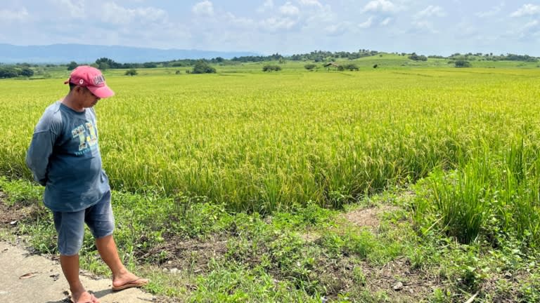Nông dân Philippines 'buồn vui lẫn lộn' vì trần giá gạo - Ảnh 2.