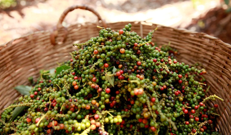 Giá tiêu hôm nay 11/11: Tăng 500 đồng/kg tại Đông Nam bộ- Ảnh 1. Giá tiêu hôm nay 11/11: Tăng 500 đồng/kg tại Đông Nam bộ- Ảnh 1.