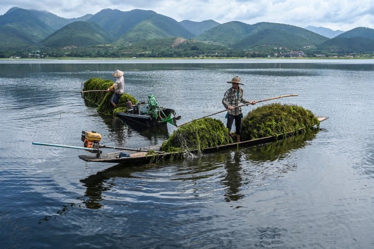 Hồ Inle nổi tiếng của Myanmar bị 'nghẹt thở'- Ảnh 6.