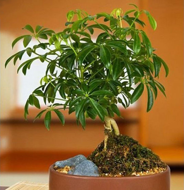 10 loại cây cảnh trồng trong nhà giúp gia chủ vượng phong thủy- Ảnh 5.