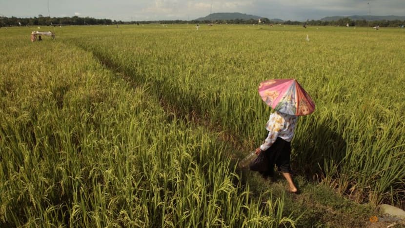 Indonesia kêu gọi quân đội hỗ trợ nông dân trồng lúa do hạn hán làm giảm sản lượng- Ảnh 1.