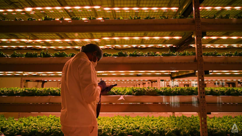 Trang trại trồng rau thẳng đứng 10.000 m2 ở Dubai- Ảnh 1.