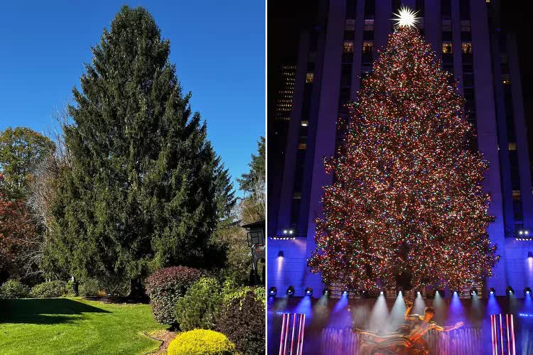 Rockefeller - cây thông Noel nổi tiếng nhất nước Mỹ- Ảnh 2.