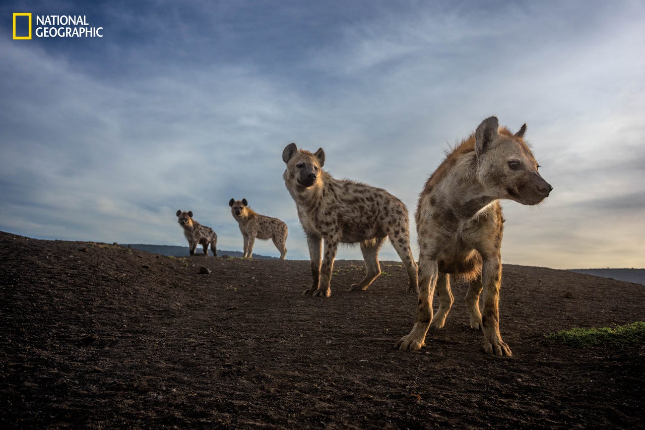 Những bức ảnh động vật hoang dã ấn tượng nhất năm 2023 trên National Geographic- Ảnh 2.