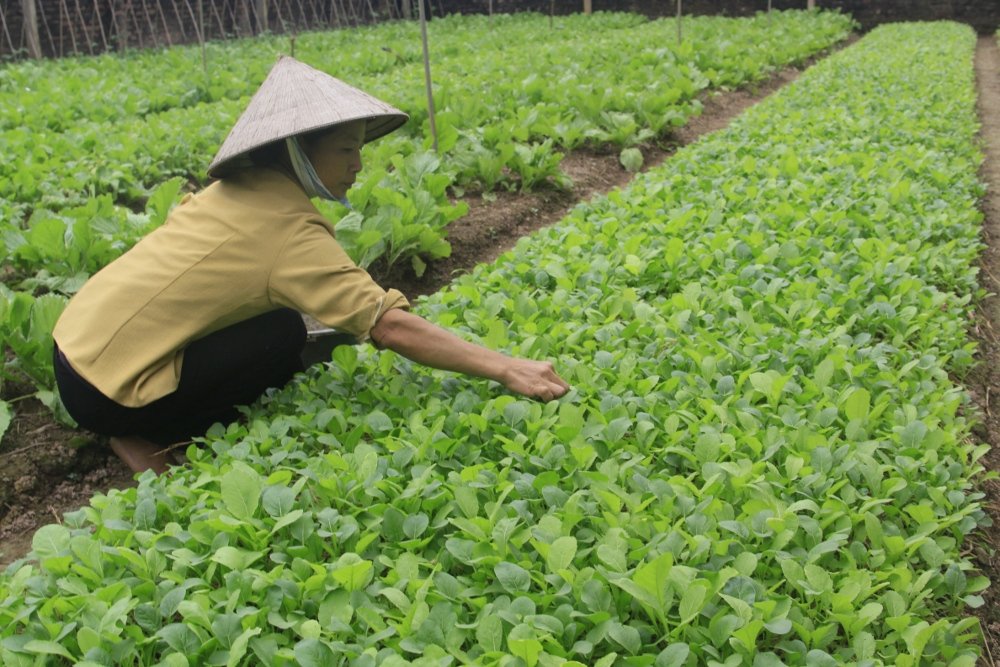 Việt Nam và các nước Đông Nam Á được hưởng lợi từ 'cú hích' nông nghiệp xanh của EU?   - Ảnh 2.
