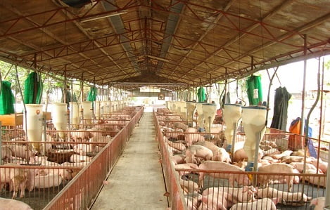 Hàng ngàn trại chăn nuôi tại Đồng Nai phải di chuyển gấp - Ảnh 1.