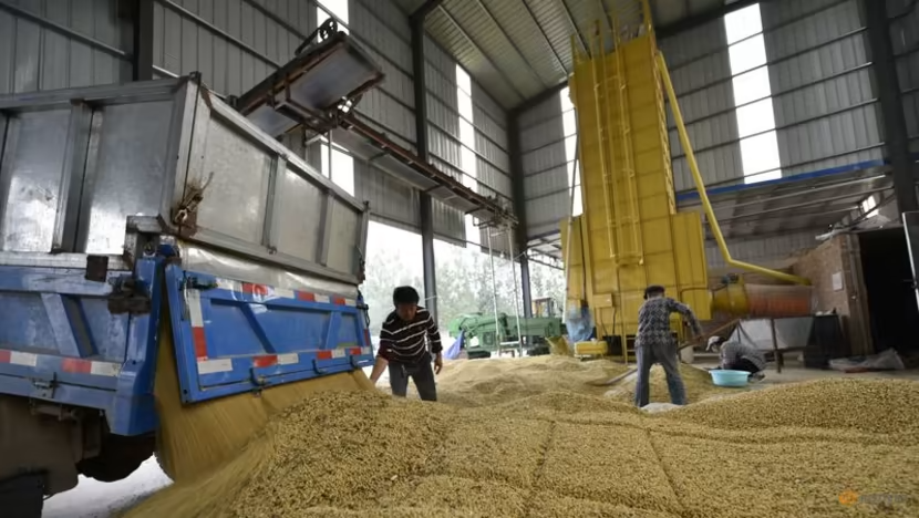 An ninh lương thực khiến Trung Quốc siảm sử dụng đậu nành trong thức ăn chăn nuôi - Ảnh 1.