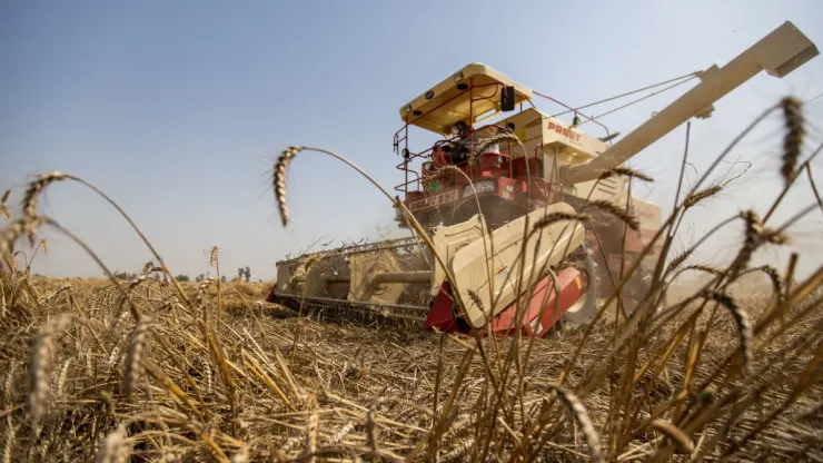 Thiếu gạo toàn cầu sẽ ở mức lớn nhất trong 20 năm - Ảnh 3.
