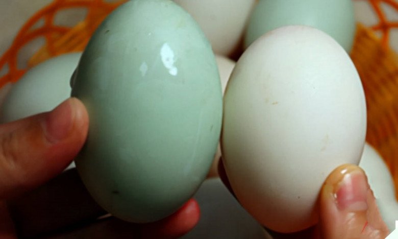 Mua trứng vịt nên chọn quả vỏ trắng hay vỏ xanh là bổ nhất? - Ảnh 2.