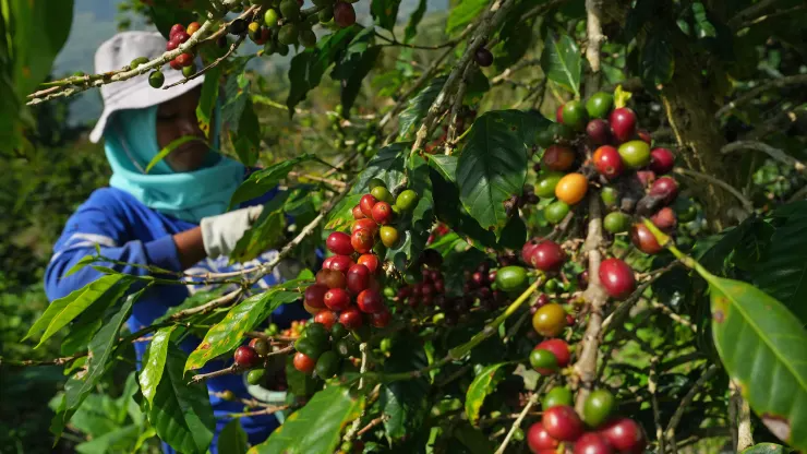 El Nino sẽ khiến giá cà phê robusta Việt Nam và  Indonesia tiếp tục tăng cao - Ảnh 4.