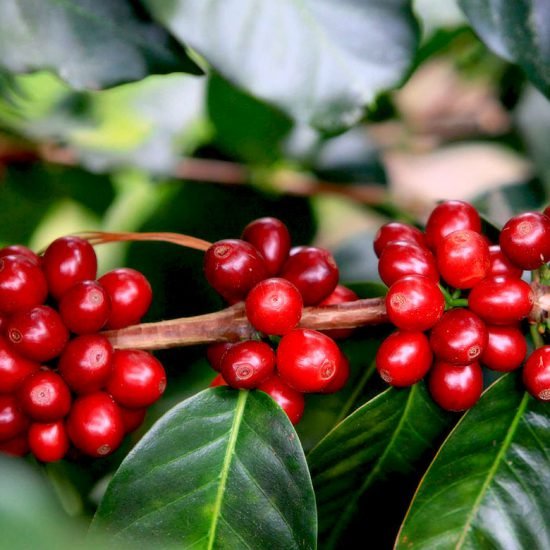 El Nino sẽ 'thổi' giá cà phê robusta tại thị trường châu Á - Ảnh 1.