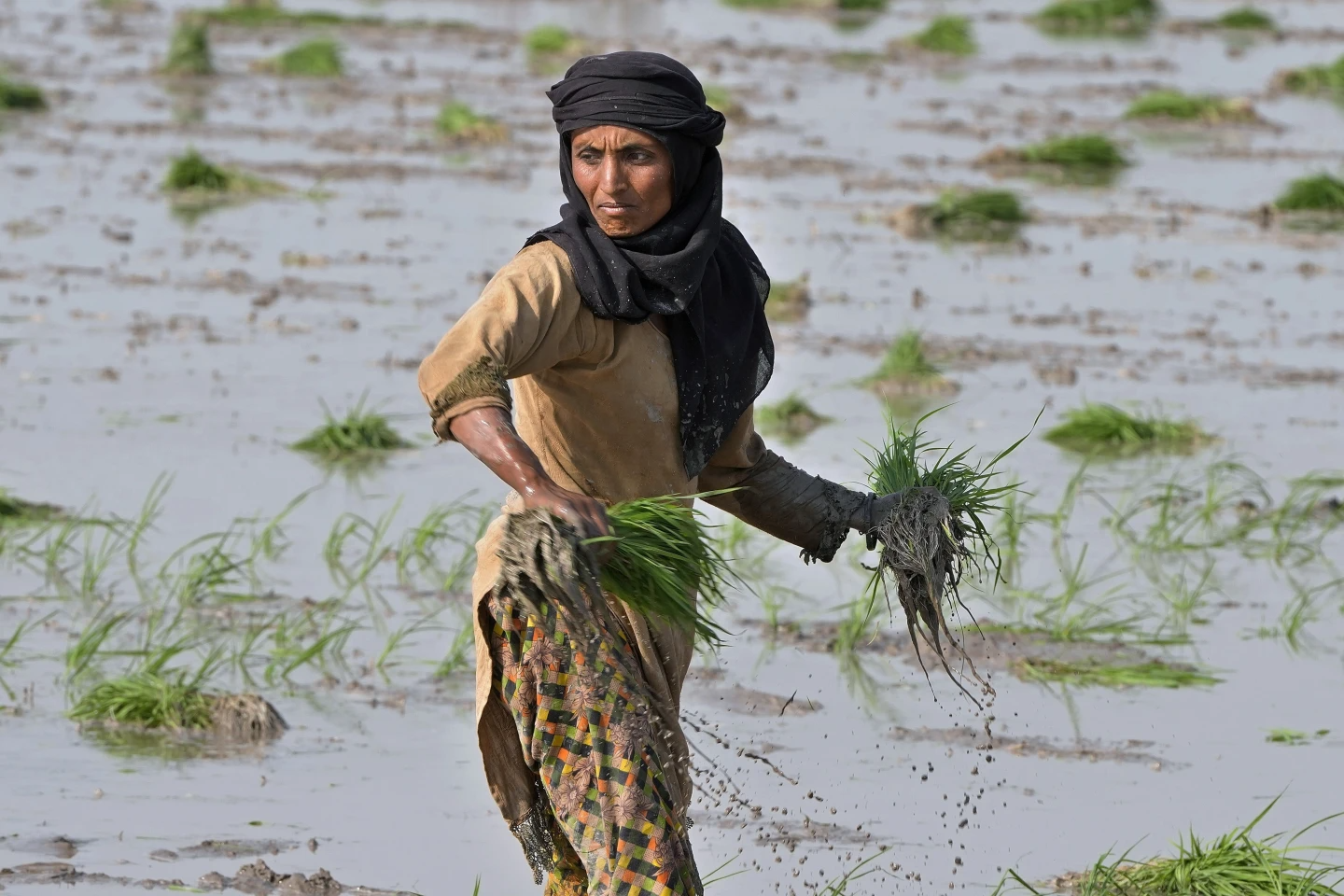 Nguồn cung lương thực toàn cầu vẫn gặp rủi do El Nino - Ảnh 4.