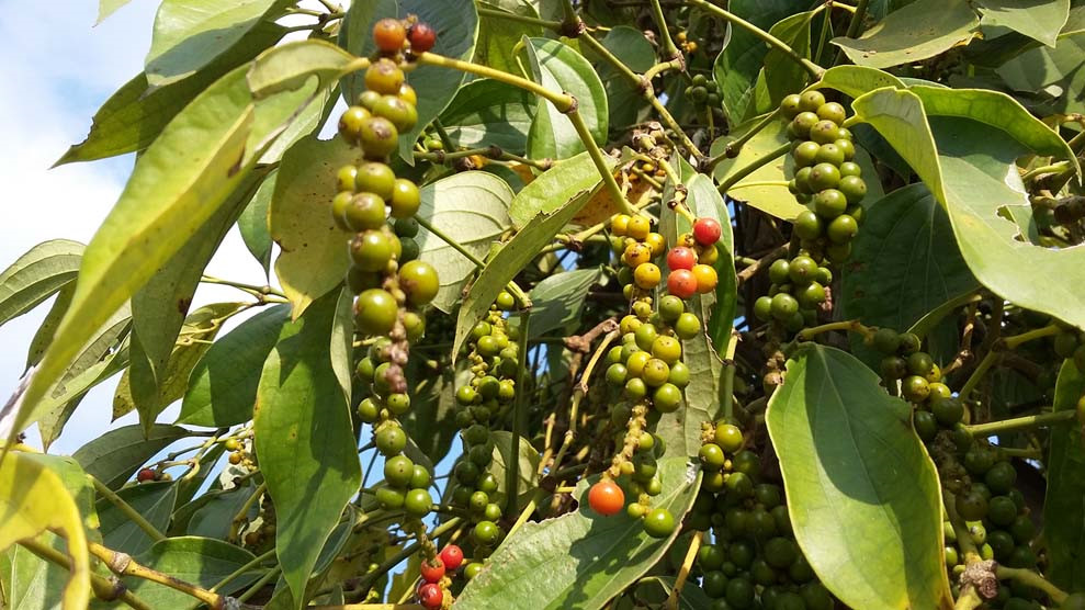 6 tháng đầu năm, cà phê xuất khẩu đạt 2.374 USD/tấn - Ảnh 2.