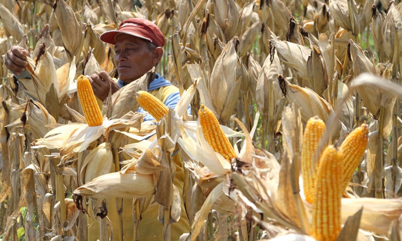 Hạn hán nghiêm trọng thúc đẩy nông dân trồng lúa ở Indonesia chuyển sang trồng ngô - Ảnh 2.