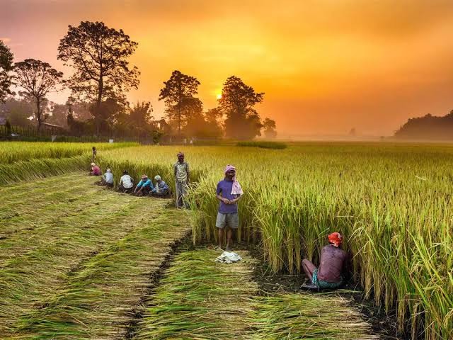 Singapore 'liên hệ chặt chẽ' với Ấn Độ để xin miễn lệnh cấm xuất khẩu gạo non-basmati - Ảnh 1.