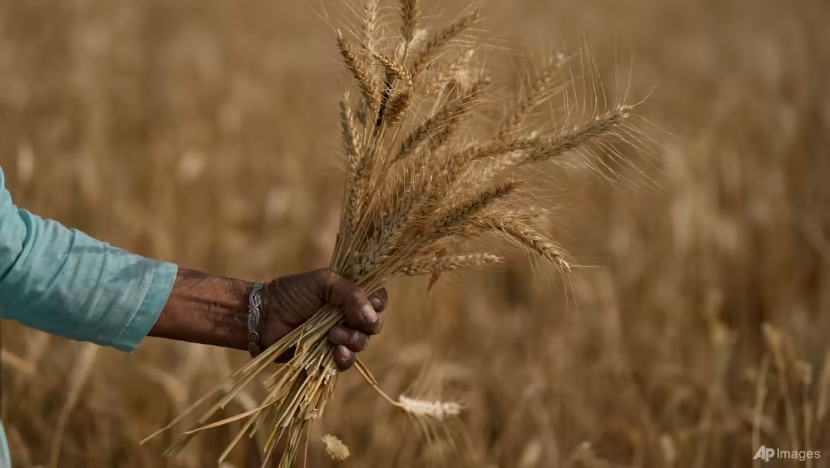 Lệnh cấm xuất khẩu gạo của Ấn Độ sẽ làm tổn hại đến tuyên bố dẫn đầu Nam bán cầu? - Ảnh 2.