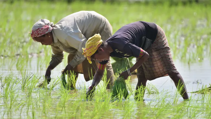 Những quốc gia nào bị ảnh hưởng nặng nề nhất bởi  lệnh cấm xuất khẩu gạo của Ấn Độ? - Ảnh 1.