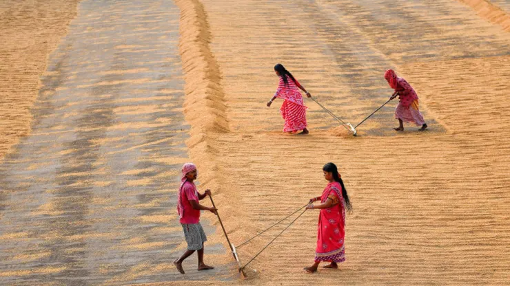 Những quốc gia nào bị ảnh hưởng nặng nề nhất bởi  lệnh cấm xuất khẩu gạo của Ấn Độ? - Ảnh 2.