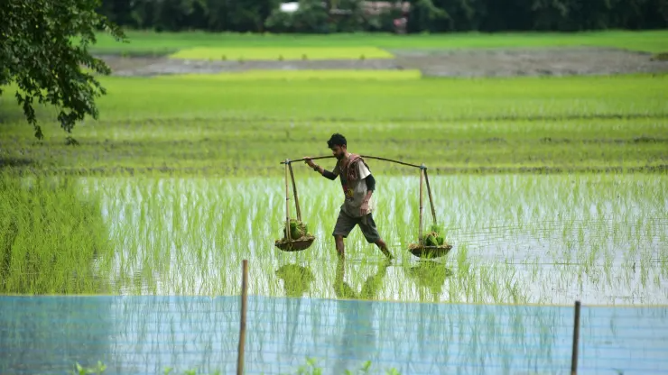 Những quốc gia nào bị ảnh hưởng nặng nề nhất bởi  lệnh cấm xuất khẩu gạo của Ấn Độ? - Ảnh 4.