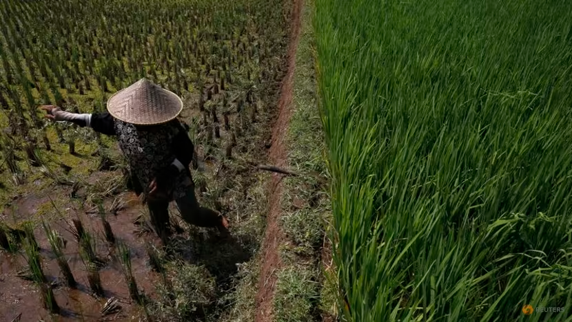 El Nino khiến gạo, dầu cọ, sản lượng cây trồng châu Á giảm mạnh - Ảnh 1.