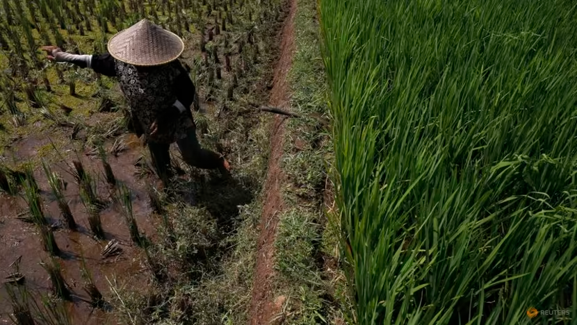 Indonesia chuẩn bị 500.000 ha trồng lúa để đảm bảo dự trữ gạo trước hạn hán kéo dài - Ảnh 1.