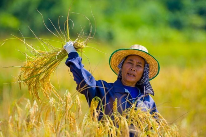 Giá gạo tăng vọt và hy vọng cho khoản nợ của nông dân Thái Lan - Ảnh 4.