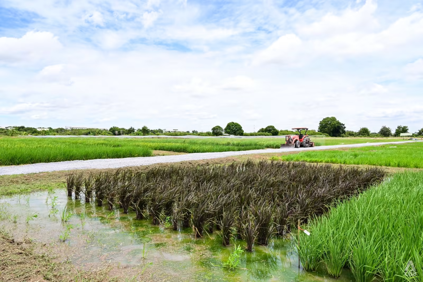 Nông dân Việt Nam, Thái Lan vừa mừng vừa lo khi giá lúa gạo toàn cầu tăng - Ảnh 1.