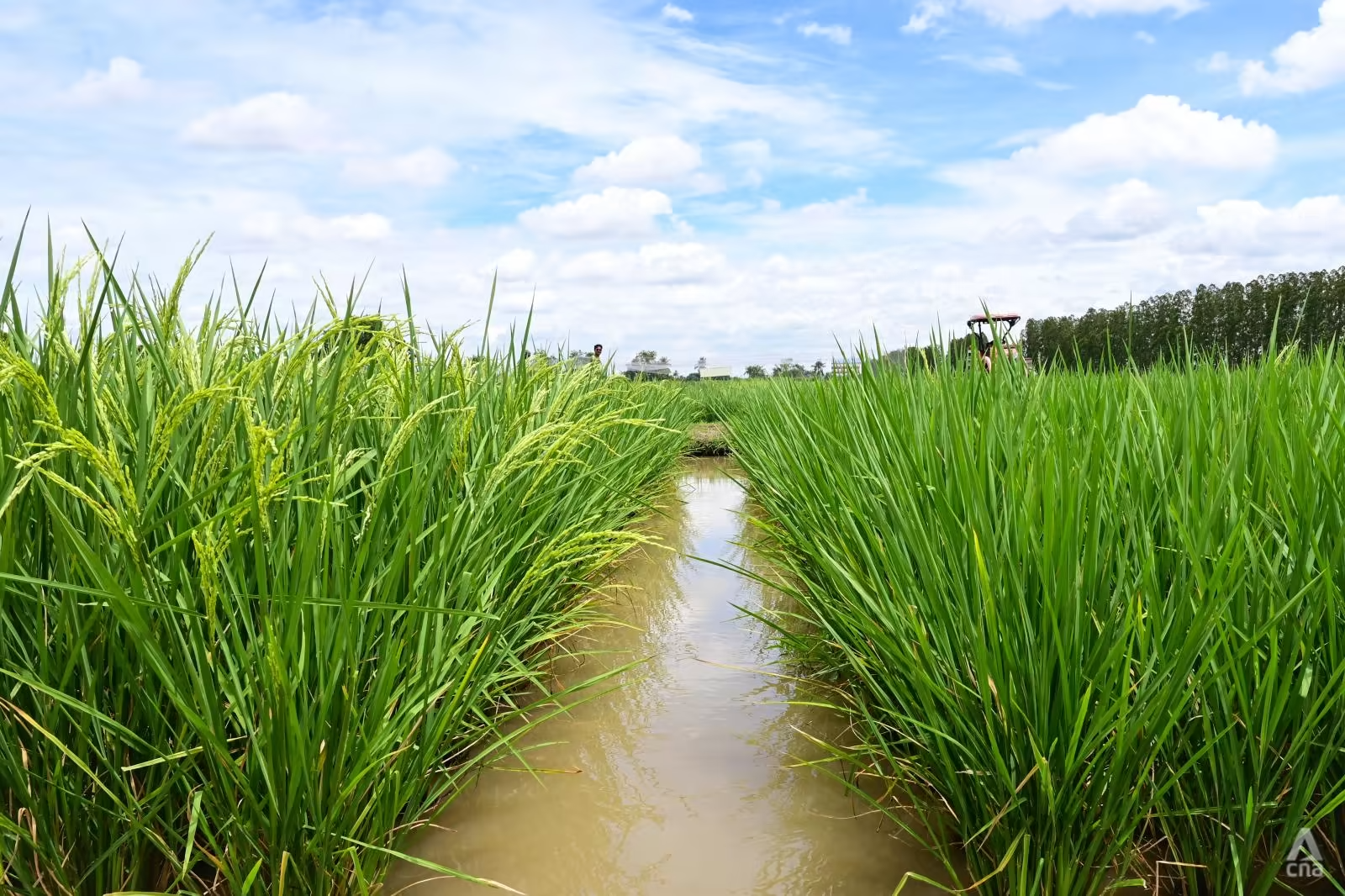 Nông dân Việt Nam, Thái Lan vừa mừng vừa lo khi giá lúa gạo toàn cầu tăng - Ảnh 3.
