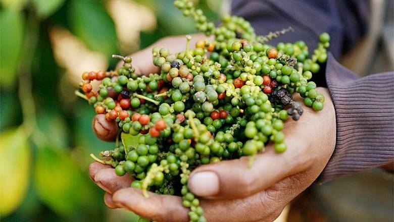 Giá tiêu hôm nay 27/9: Tiếp tục giảm 500 đồng/kg - Ảnh 1. Giá tiêu hôm nay 27/9: Tiếp tục giảm 500 đồng/kg - Ảnh 1.