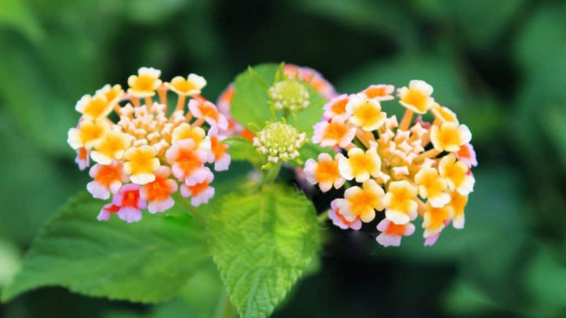 Những loại hoa không chỉ để ngắm mà còn ăn được tốt cho sức khỏe - Ảnh 8.