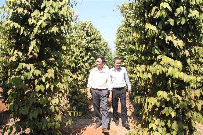 Giá tiêu hôm nay 4/1: Tăng 1.000 đồng/kg- Ảnh 1.