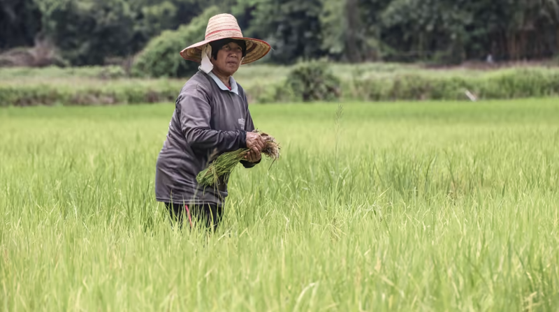 Đồng Baht biến động, gạo Thái Lan mất lợi thế cạnh tranh với Việt Nam- Ảnh 1.