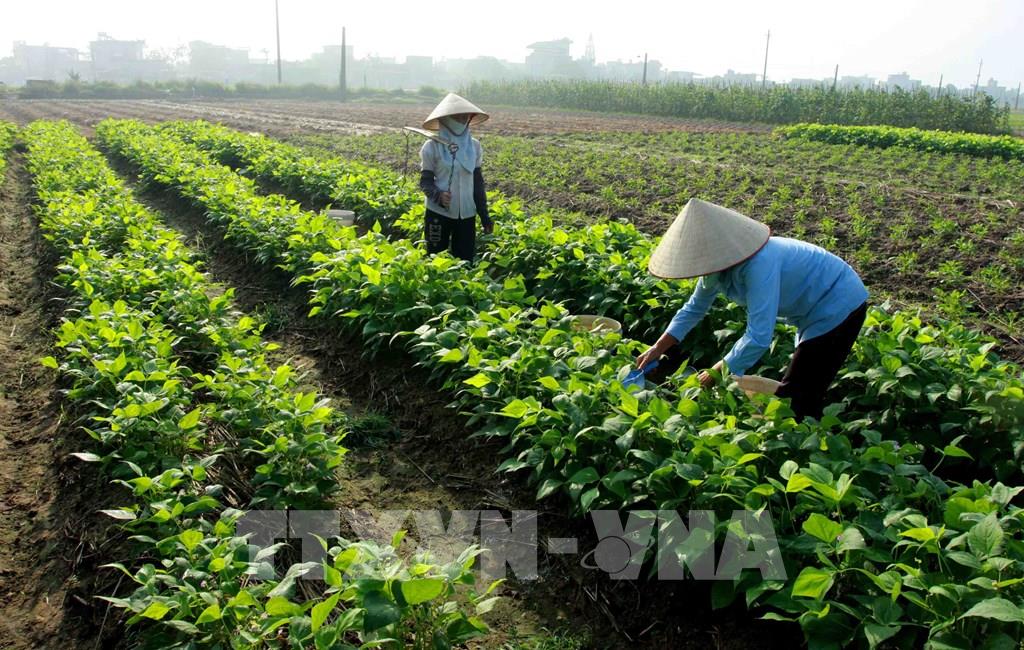 Đề nghị tiếp tục miễn thuế sử dụng đất nông nghiệp- Ảnh 1.