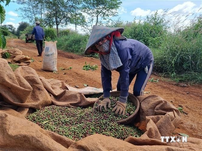 Năm 2025, thị trường gạo dự báo sẽ sôi động- Ảnh 2.