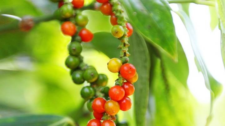 Giá tiêu hôm nay 3/2: Cao nhất 83.500 đồng/kg- Ảnh 1.