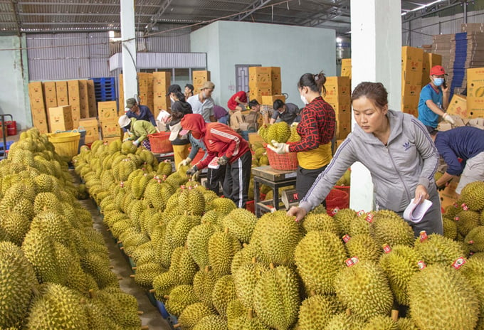 Vượt Chile, Việt Nam đứng thứ 2 về xuất khẩu rau quả sang Trung Quốc- Ảnh 2.