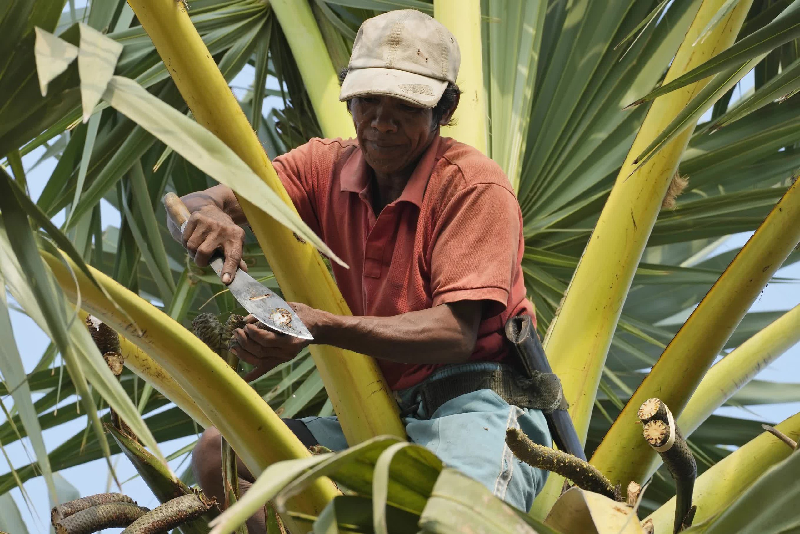 Mồ hôi đắng chát với nghề làm đường thốt nốt của người dân Campuchia- Ảnh 3.
